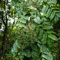Gia vị tây bắc