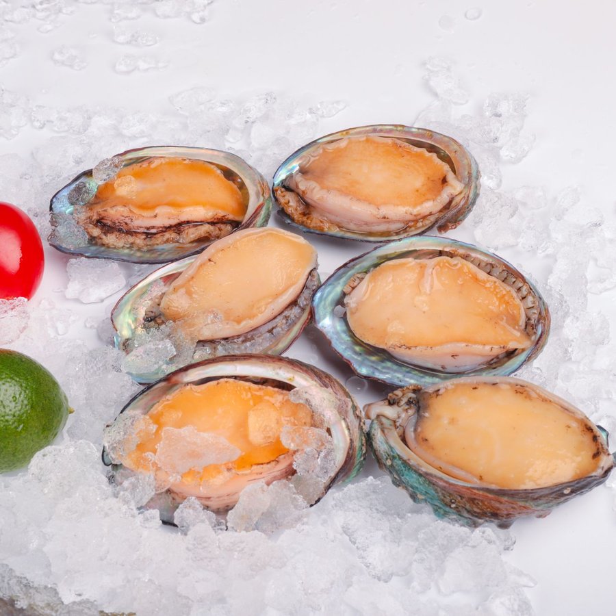 Bào Ngư Hàn Quốc – Sống