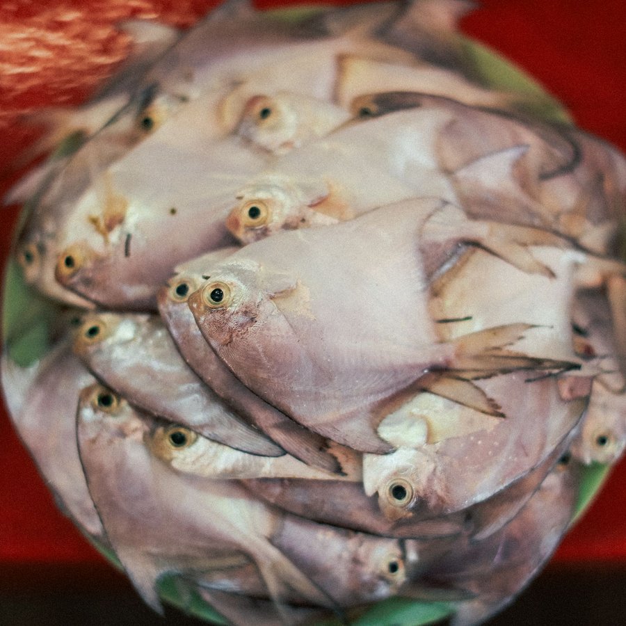 Cá Chim Trắng – Sống