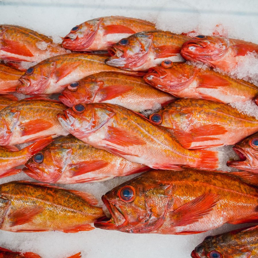 Cá Hồng Đỏ – Sống