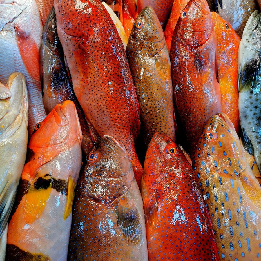 Cá Mú Đỏ – Sống