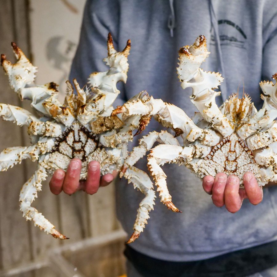 King Crab Xanh – Sống