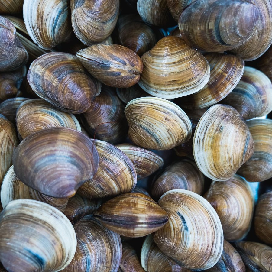 Nghêu 2 Cồi – Sống