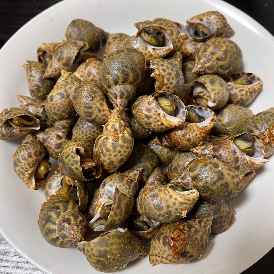 Ốc Len – Sống