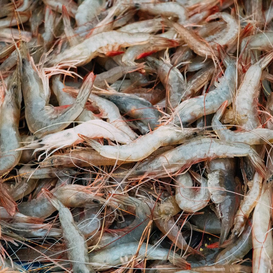 Tôm Thẻ – Sống