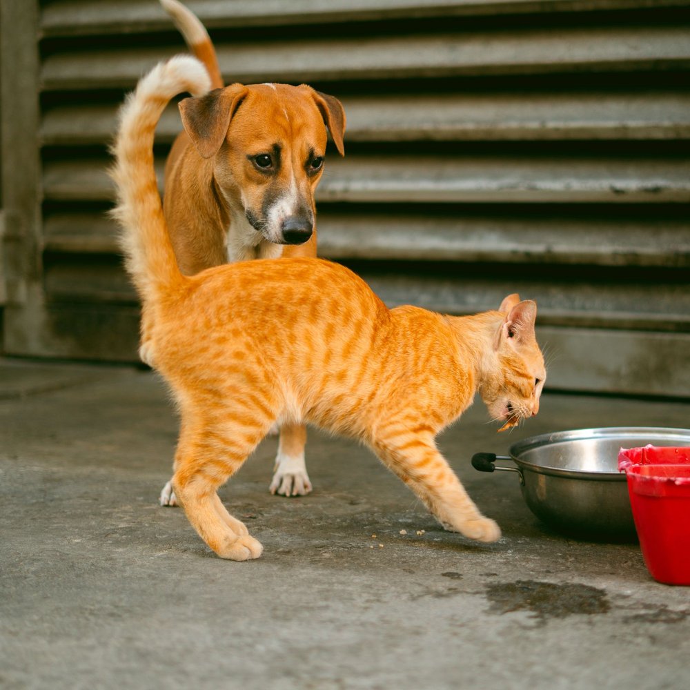 Chó và mèo bên bát thức ăn