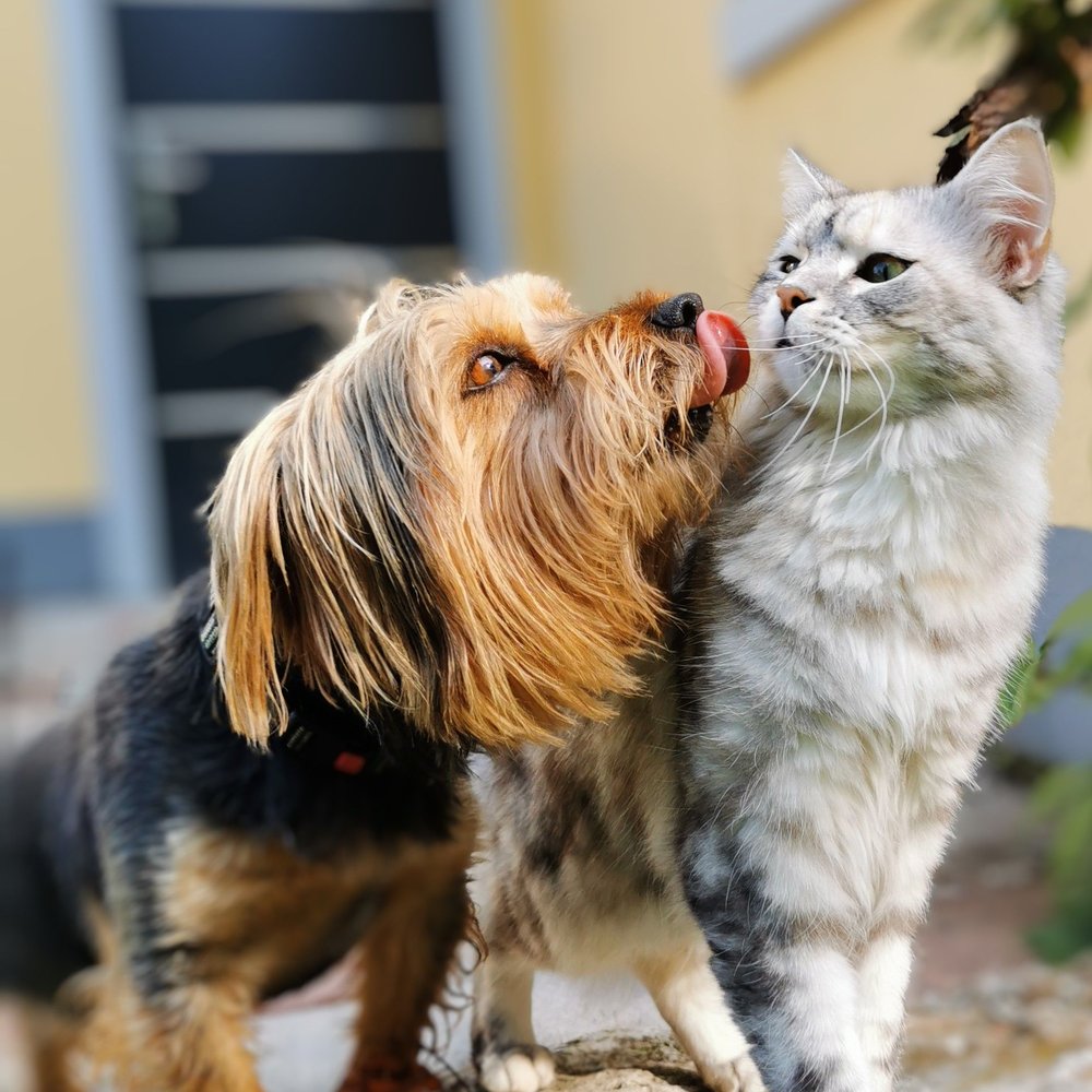 Chó và mèo dễ thương