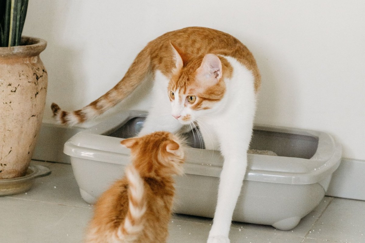 Tiêu chí chọn cát vệ sinh cho mèo