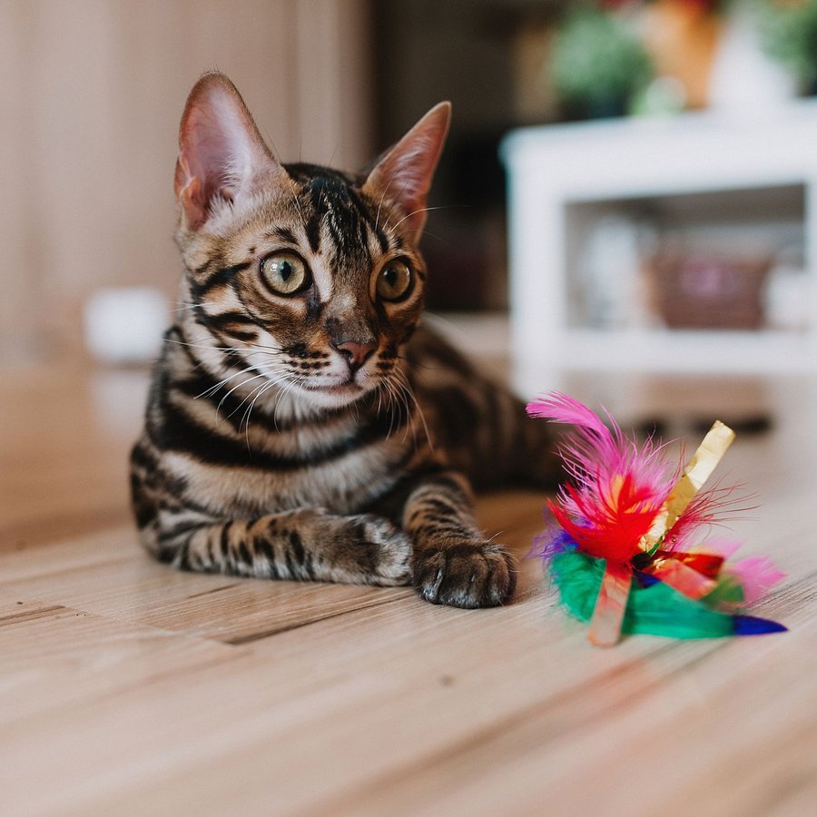 Cần câu lông vũ đồ chơi cho mèo