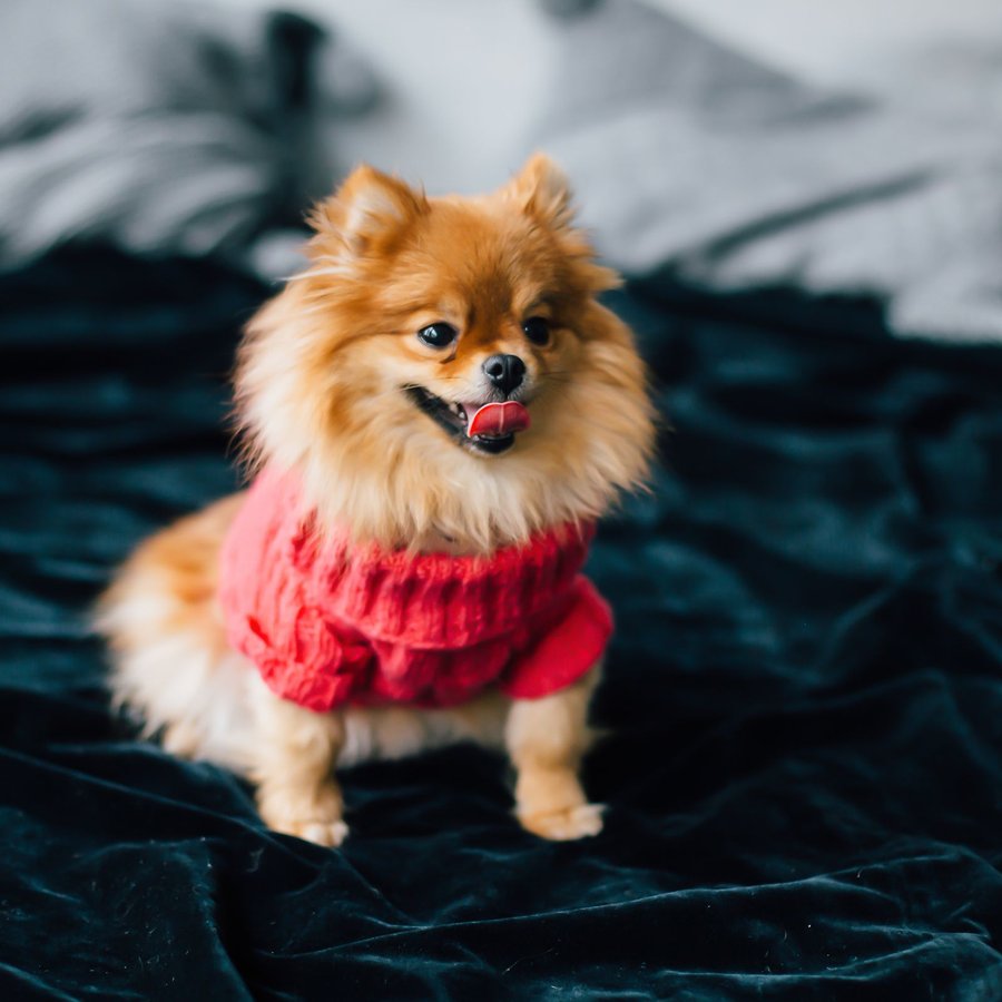 Áo hoodie nỉ cho chó