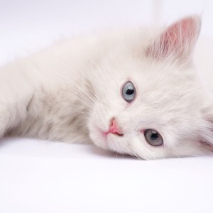 Mèo